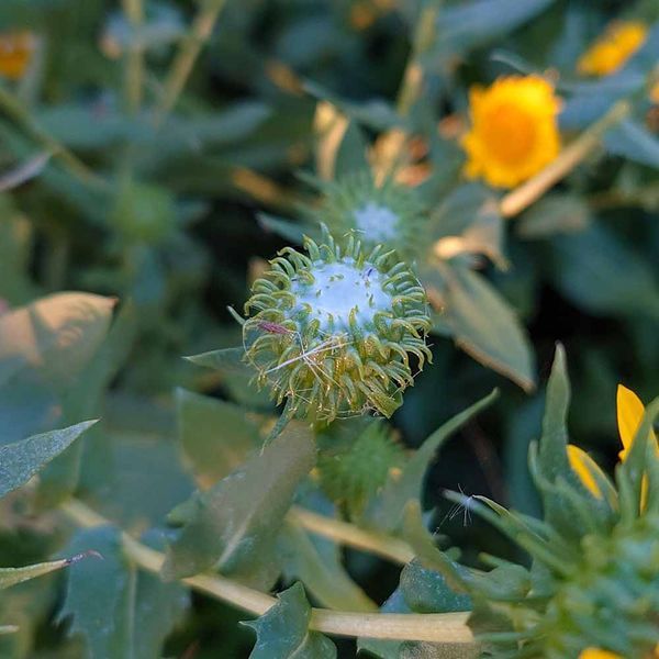 Грінделія могутня насіння, Grindelia robusta seeds