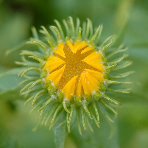 Грінделія могутня насіння, Grindelia robusta seeds