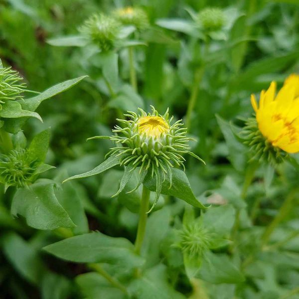Грінделія могутня насіння, Grindelia robusta seeds