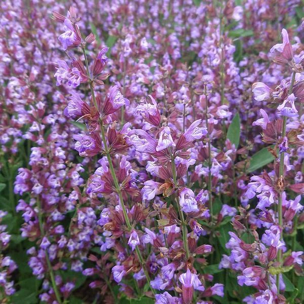 Шавлія лікарська насіння, Salvia officinalis seeds