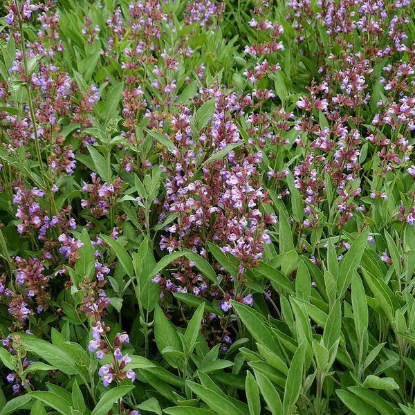 Шавлія лікарська насіння, Salvia officinalis seeds