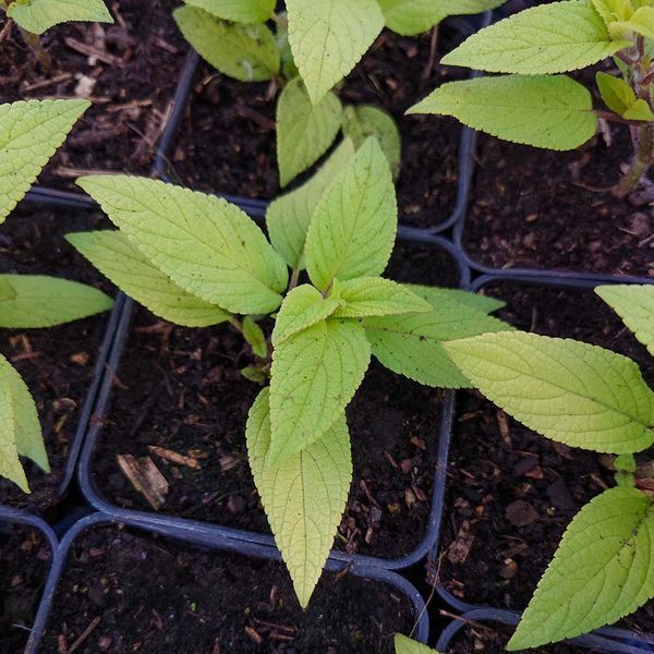 Шалфей яблочный растение, Salvia rutilans &bdquo;Golden Delicious&reg;&ldquo;