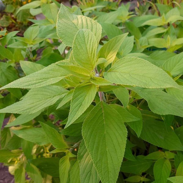 Шалфей яблочный растение, Salvia rutilans &bdquo;Golden Delicious&reg;&ldquo;