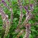 Базилік запашний Занзібар насіння, Ocimum basilicum 'Zanzibar' seeds 5