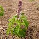 Базилік запашний Занзібар насіння, Ocimum basilicum 'Zanzibar' seeds 2