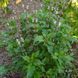 Базилік запашний Занзібар насіння, Ocimum basilicum 'Zanzibar' seeds 3