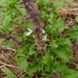 Базилік запашний Занзібар насіння, Ocimum basilicum 'Zanzibar' seeds 4