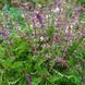 Базилік запашний Занзібар насіння, Ocimum basilicum 'Zanzibar' seeds 1