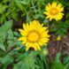 Грінделія могутня насіння, Grindelia robusta seeds 6