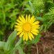 Грінделія могутня насіння, Grindelia robusta seeds 1