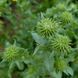 Грінделія могутня насіння, Grindelia robusta seeds 5