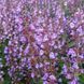 Шавлія лікарська насіння, Salvia officinalis seeds 3