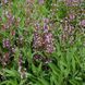 Шавлія лікарська насіння, Salvia officinalis seeds 4
