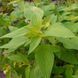 Шалфей яблочный растение, Salvia rutilans &bdquo;Golden Delicious&reg;&ldquo; 2
