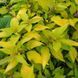 Шалфей яблочный растение, Salvia rutilans &bdquo;Golden Delicious&reg;&ldquo; 1