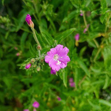 Кипрей волосистый семена, Epilobium hirsutum seeds