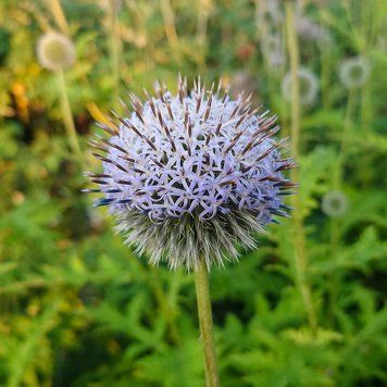 Мордовник шароголовый семена, Echinops sphaerocephalus seeds