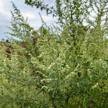 Полынь японская семена, Artemisia princeps seeds