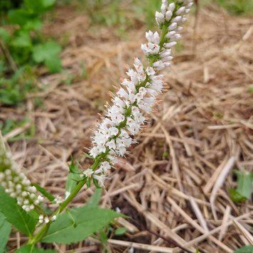 Вероникаструм виргинский белый семена, Veronicastrum virginicum f. albiflorum seeds