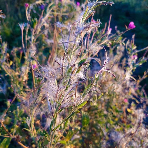 Кипрей волосистый семена, Epilobium hirsutum seeds