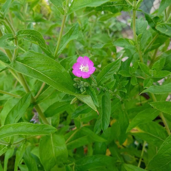 Кипрей волосистый семена, Epilobium hirsutum seeds