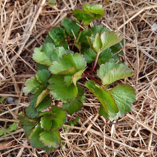 Лігустикум шотландський рослина, Ligusticum scoticum
