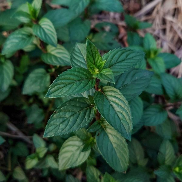 Мята перечная растение, Mentha x piperita var. piperita &lsquo;Eichenau&rsquo;