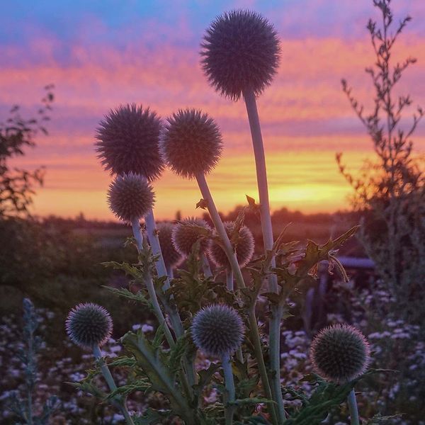 Мордовник шароголовый семена, Echinops sphaerocephalus seeds