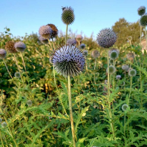 Мордовник шароголовый семена, Echinops sphaerocephalus seeds