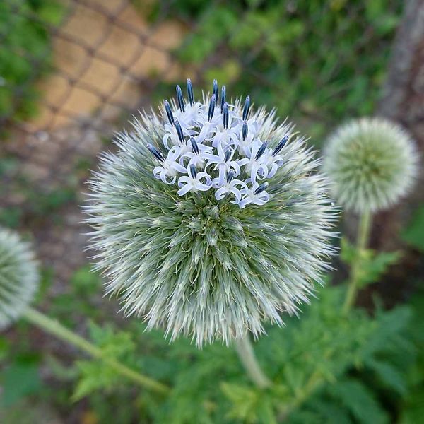 Мордовник шароголовый семена, Echinops sphaerocephalus seeds