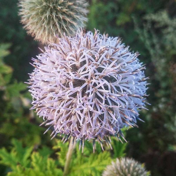 Мордовник шароголовый семена, Echinops sphaerocephalus seeds