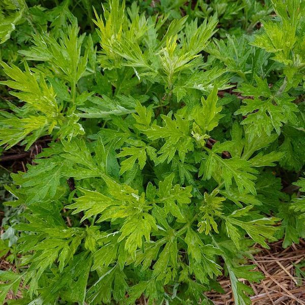 Полин японський насіння, Artemisia princeps seeds