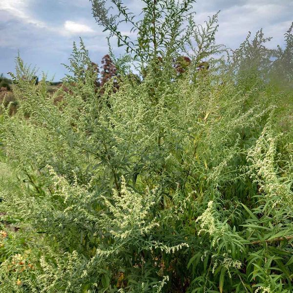 Полин японський насіння, Artemisia princeps seeds