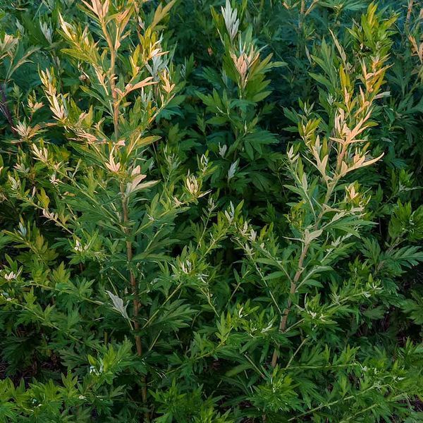 Полин японський насіння, Artemisia princeps seeds