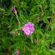 Кипрей волосистый семена, Epilobium hirsutum seeds 1