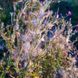 Кипрей волосистый семена, Epilobium hirsutum seeds 2