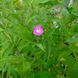 Кипрей волосистый семена, Epilobium hirsutum seeds 3