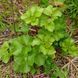 Лігустикум шотландський рослина, Ligusticum scoticum 1