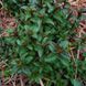 Мята перечная растение, Mentha x piperita var. piperita &lsquo;Eichenau&rsquo; 1