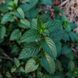 Мята перечная растение, Mentha x piperita var. piperita &lsquo;Eichenau&rsquo; 2