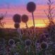 Мордовник шароголовый семена, Echinops sphaerocephalus seeds 7