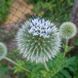 Мордовник шароголовый семена, Echinops sphaerocephalus seeds 2