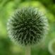 Мордовник шароголовый семена, Echinops sphaerocephalus seeds 5