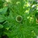 Мордовник шароголовый семена, Echinops sphaerocephalus seeds 6