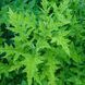 Мордовник шароголовый семена, Echinops sphaerocephalus seeds 8