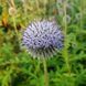 Мордовник шароголовый семена, Echinops sphaerocephalus seeds 1