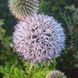 Мордовник шароголовый семена, Echinops sphaerocephalus seeds 4