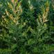 Полин японський насіння, Artemisia princeps seeds 3