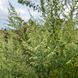 Полин японський насіння, Artemisia princeps seeds 1