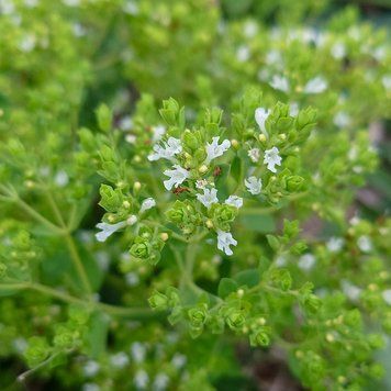 Душица греческая семена, Origanum heracleoticum seeds